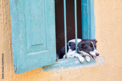 A black-and-white dog poked its head through the bars of the window.Horizontally.