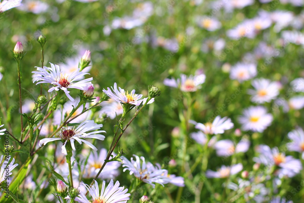 purple Daisy garden on green background on a sunny day purple Daisy garden on green background on a sunny day