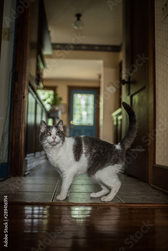 cat in hallway