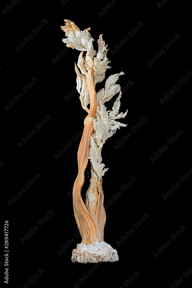 Dried celery stalk with leaves in color with a black background
