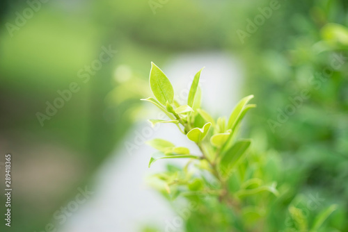 Closeup nature view of green leaf on blurred greenery background