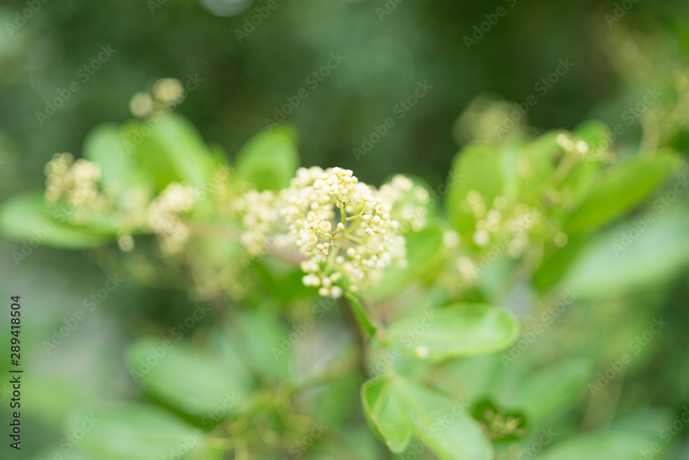 Closeup nature view of green leaf on blurred greenery background Closeup nature view of green leaf on blurred greenery background