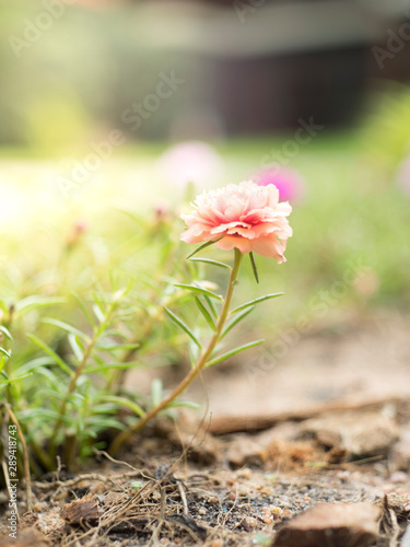 Beautiful Spring flower blooming in garden © Watunyu
