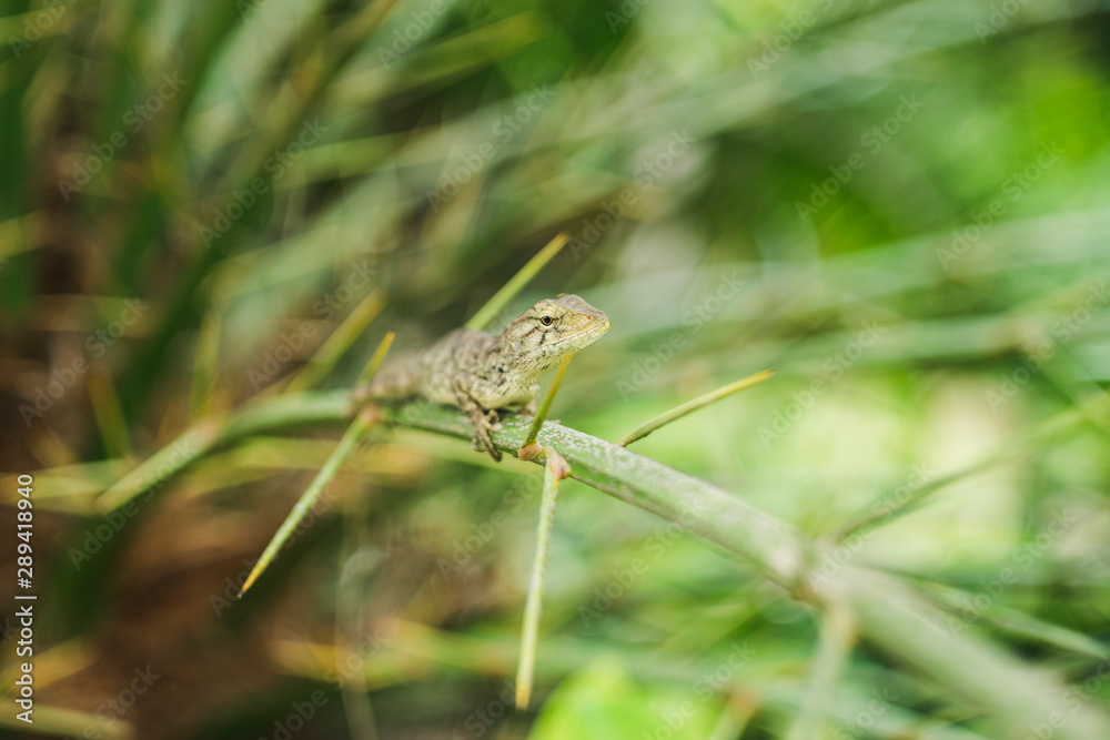 Lizard sits on a branch in the terrarium Lizard sits on a branch in the terrarium