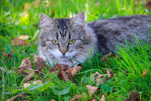 Wallpaper Mural Beautiful cat lies on the grass with leaves. Pet. Cat for a walk Torontodigital.ca