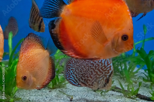 Beautiful orange discus fish