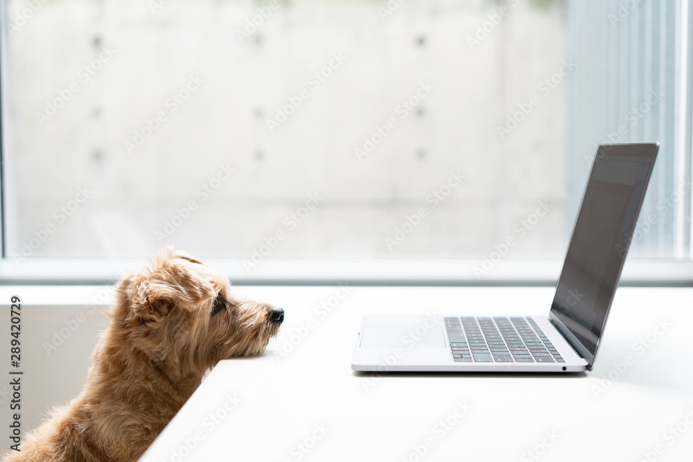 Norfolk Terrier dog watching Laptop computer - obrazy, fototapety, plakaty 