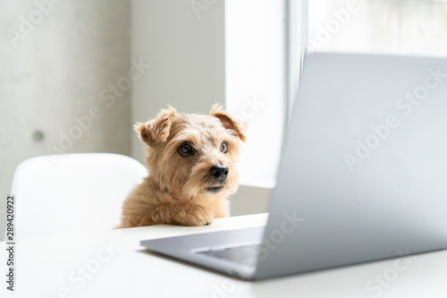 Norfolk Terrier dog watching Laptop computer