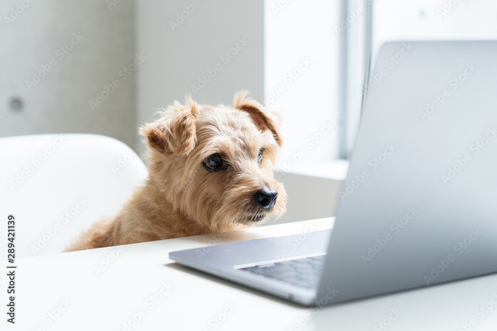 Norfolk Terrier dog watching Laptop computer - obrazy, fototapety, plakaty 
