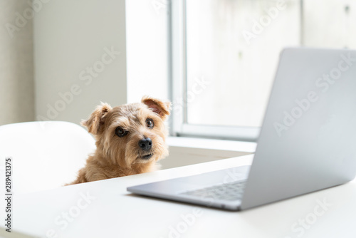 Norfolk Terrier dog watching Laptop computer