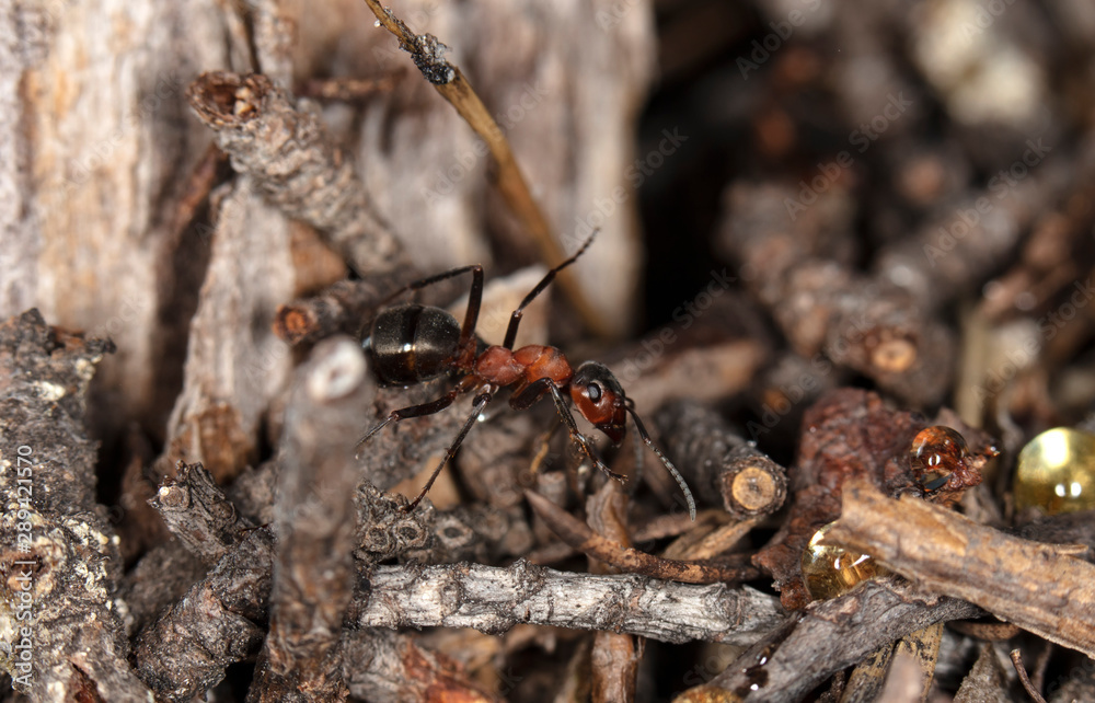 big red forest ant in natural habitat