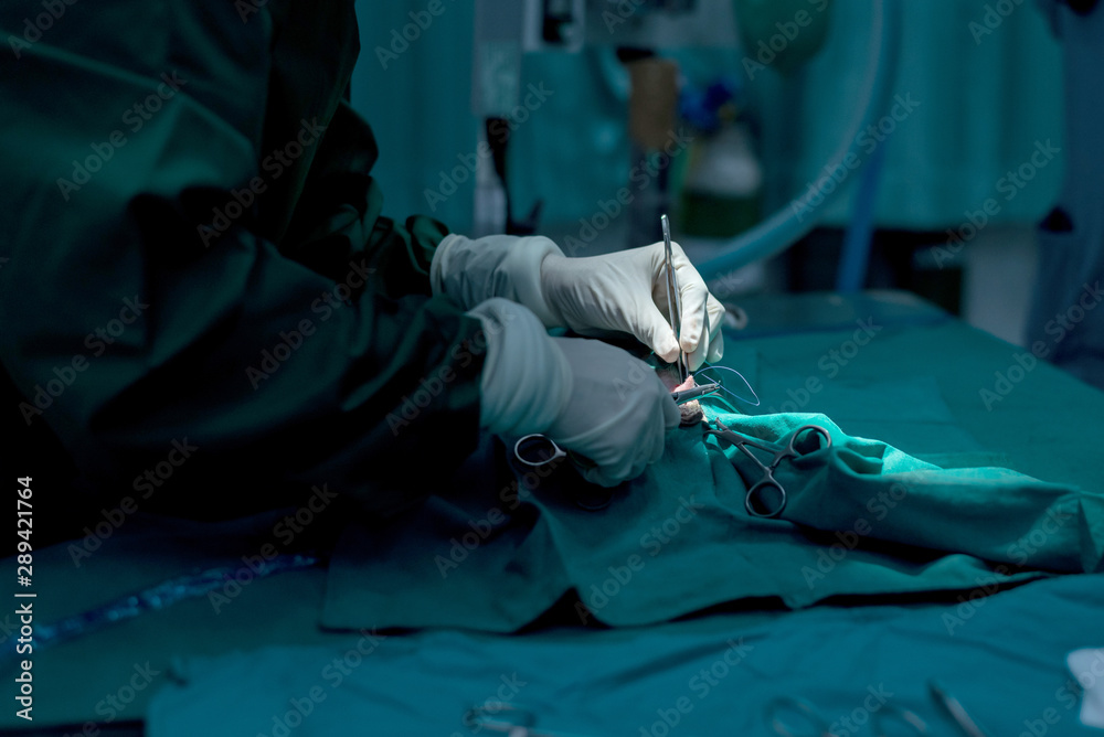hands of veterinary or doctor have to surgery sterilization on pet in operating room animal hospital, dog in a veterinary surgery. hands of veterinary or doctor have to surgery sterilization on pet in operating room animal hospital, dog in a veterinary surgery.