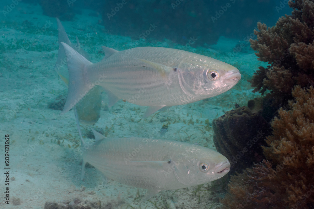Fototapeta premium Bluespot mullet