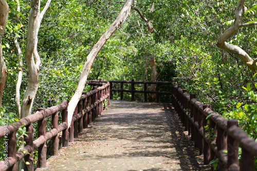 Boardwalk walking trail in tropical forest