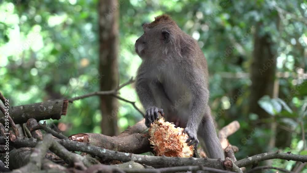 Wild monkey family at sacred monkey forest in Ubud, island Bali, Indonesia . Monkey forest park travel landmark and tourist destination site in Asia where monkeys live in a wildlife environment Wild monkey family at sacred monkey forest in Ubud, island Bali, Indonesia . Monkey forest park travel landmark and tourist destination site in Asia where monkeys live in a wildlife environment