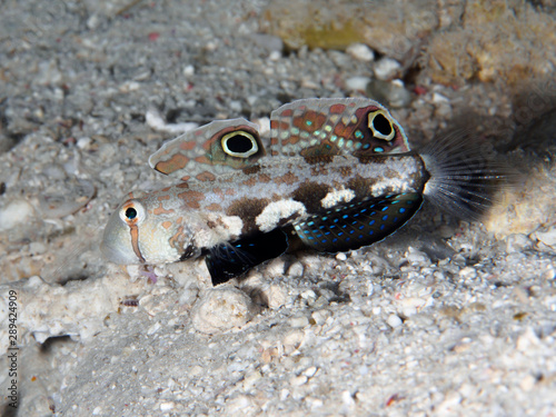 Twinspot goby photo