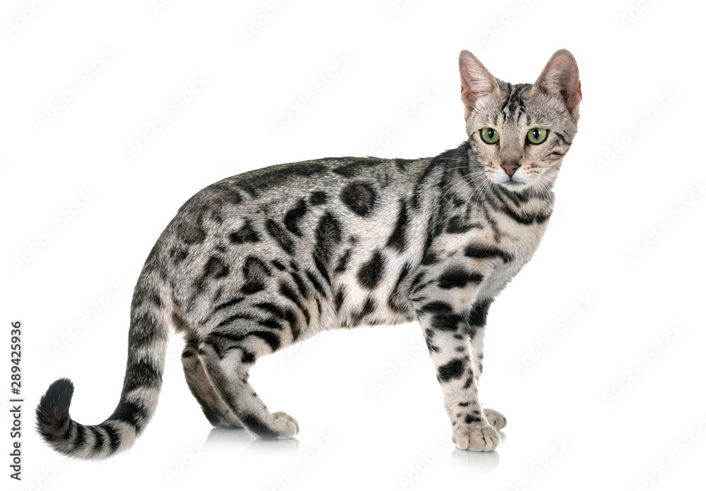 Fototapeta premium bengal cat in studio