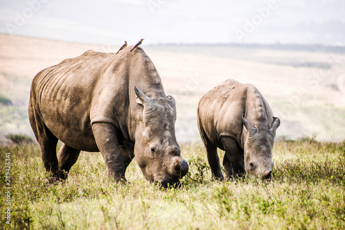 Rhino family