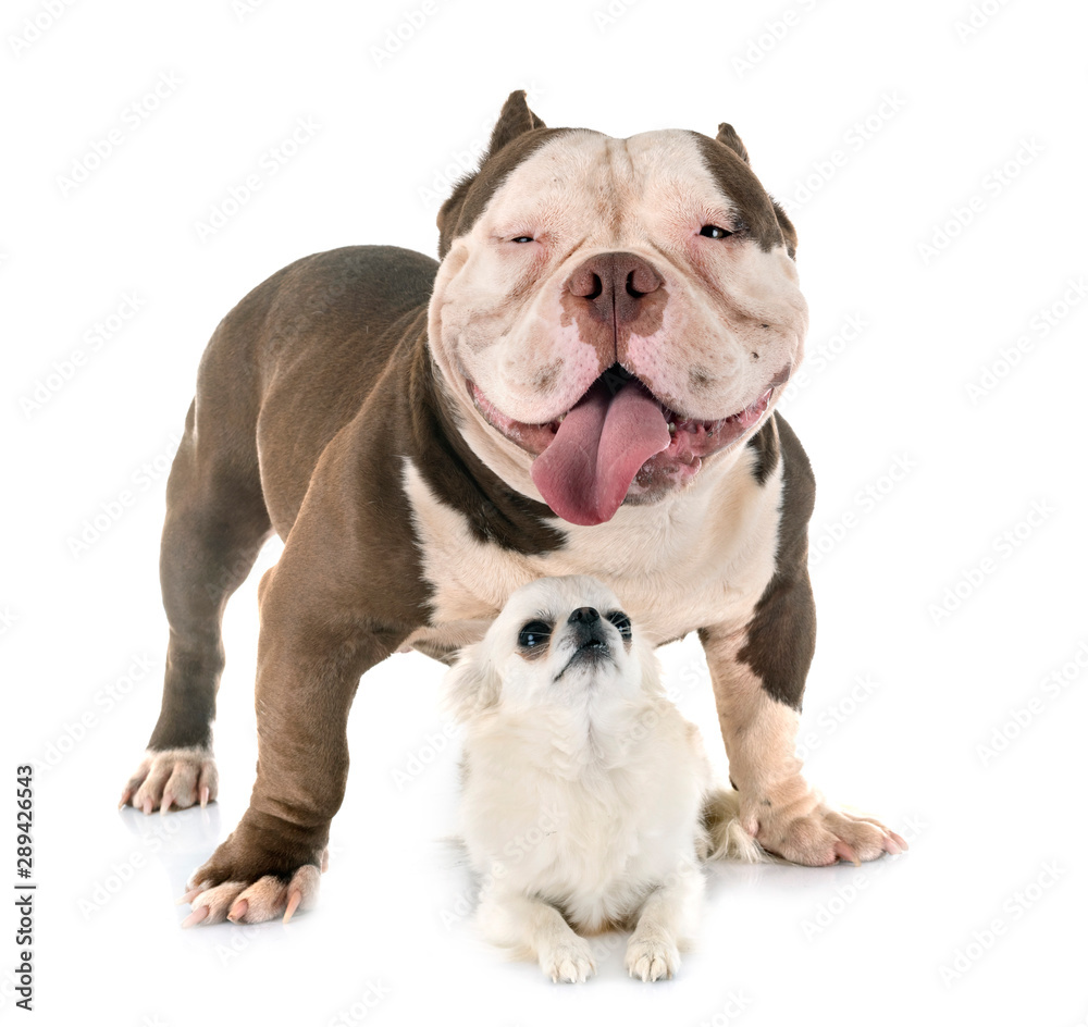 american bully and chihuahua