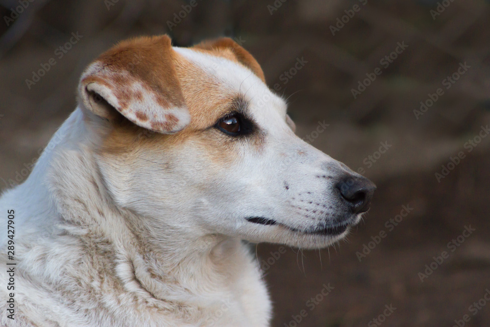 lonely stray dog portrait with sweet look lonely stray dog portrait with sweet look