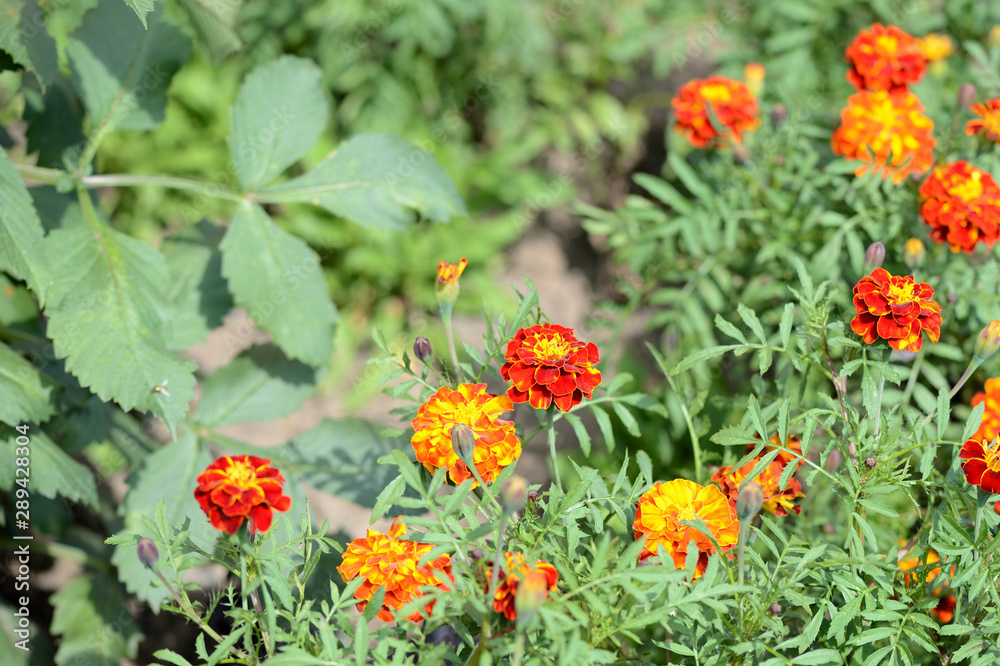 Beautiful marigolds bloom in the summer garden on a bright sunny day Beautiful marigolds bloom in the summer garden on a bright sunny day
