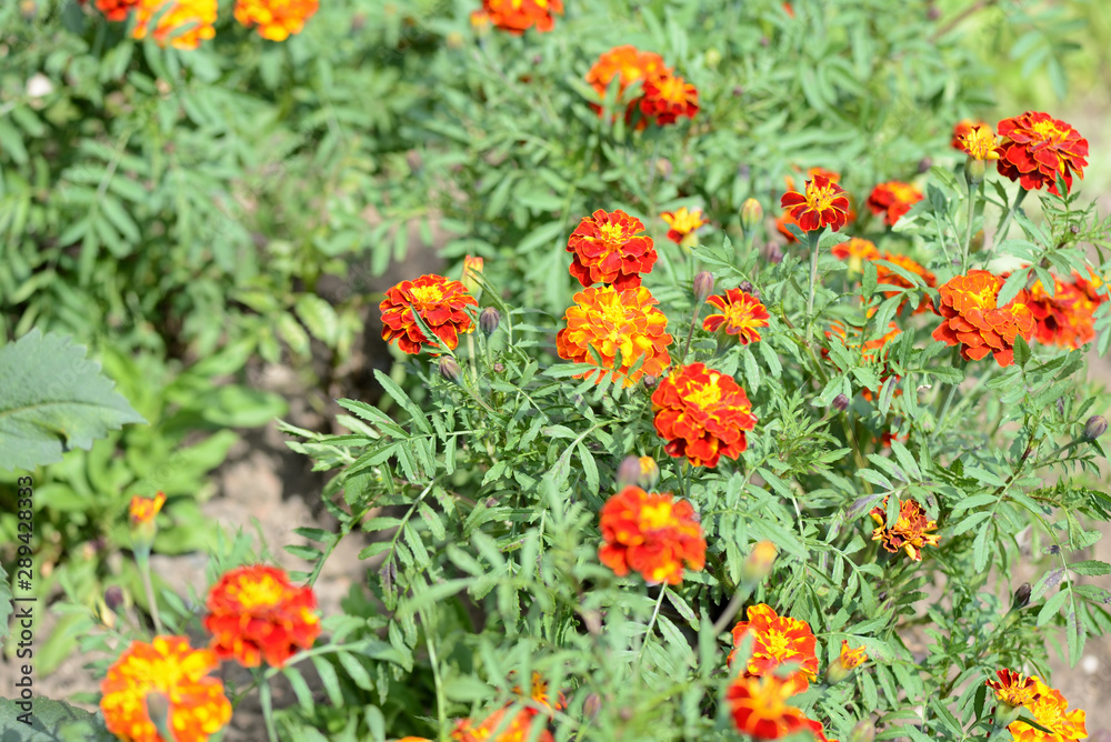 Beautiful marigolds bloom in the summer garden on a bright sunny day Beautiful marigolds bloom in the summer garden on a bright sunny day