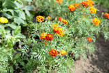 Beautiful marigolds bloom in the summer garden on a bright sunny day