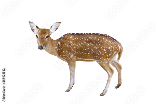 Chital or Axis deer isolated on white background with clipping path
