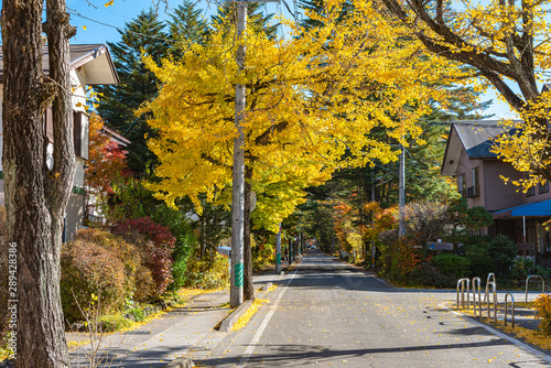 Karuizawa autumn scenery street view, colorful tree with red, orange, yellow, golden colors around the town in sunny day. Famous tourist attractions. Karuizawa, Nagano Prefecture, Japan - Oct 31, 2018 © Shawn.ccf