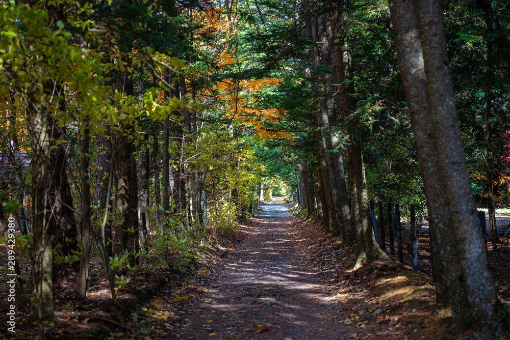 Karuizawa autumn scenery street view, colorful tree with red, orange, yellow, green, golden colors around the town in sunny day. Famous tourist attractions. Karuizawa, Nagano Prefecture, Japan Karuizawa autumn scenery street view, colorful tree with red, orange, yellow, green, golden colors around the town in sunny day. Famous tourist attractions. Karuizawa, Nagano Prefecture, Japan