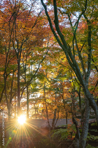 Karuizawa autumn scenery view, one of best-known resort villages in Japan. colorful tree with red, orange, yellow, green, golden colors around the country house in sunny day, Nagano Prefecture, Japan