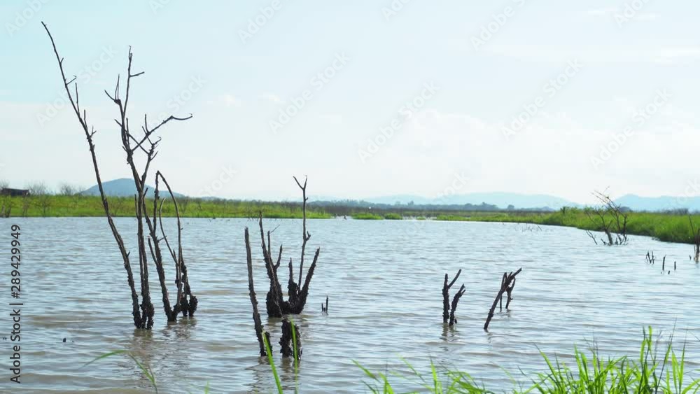 dried tree branches in waterway with minor wind calmly dried tree branches in waterway with minor wind calmly