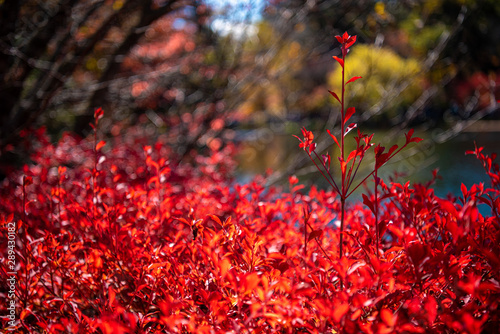 Close-up Enkianthus ( Dodan-Tsutsuji ) fall foliage in sunny day. beautiful autumn landscape background photo