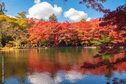 Kumobaike Pond autumn view, multicolor reflecting on surface in sunny day. Colorful trees with red, orange, yellow, golden colors around the park in Karuizawa, Nagano Prefecture, Japan - Oct 31, 2018 photo