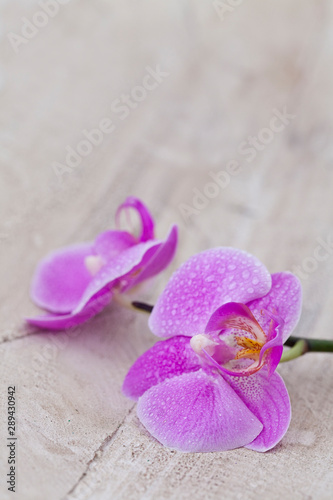 Minimalist Pink Orchid Flower On Wood