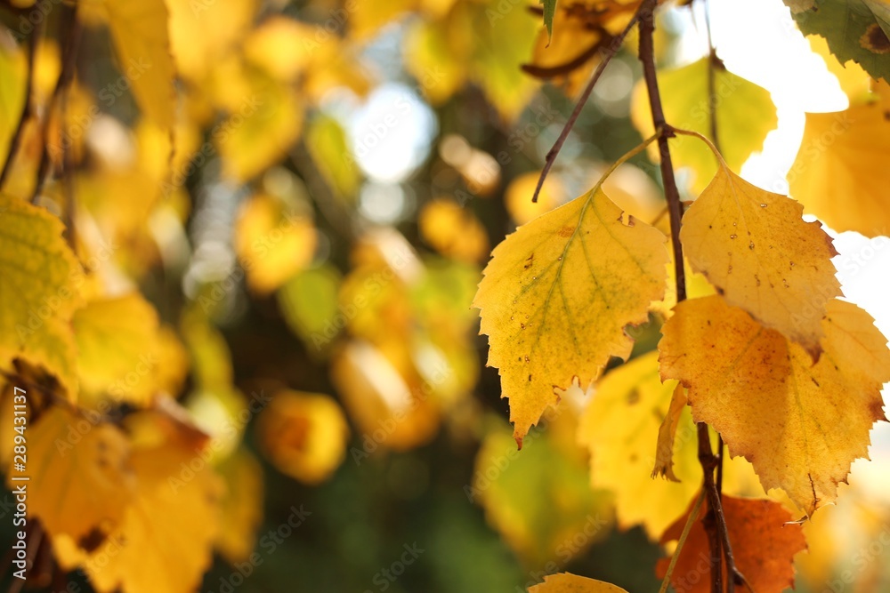 Obraz premium Autumn yellow leaves. Birch branches with golden leaves in bright sunshine. Autumn nature background.Fall season