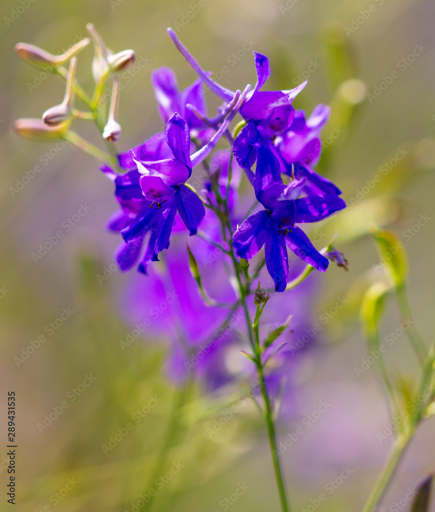 Beautiful blue flower grows in nature Beautiful blue flower grows in nature