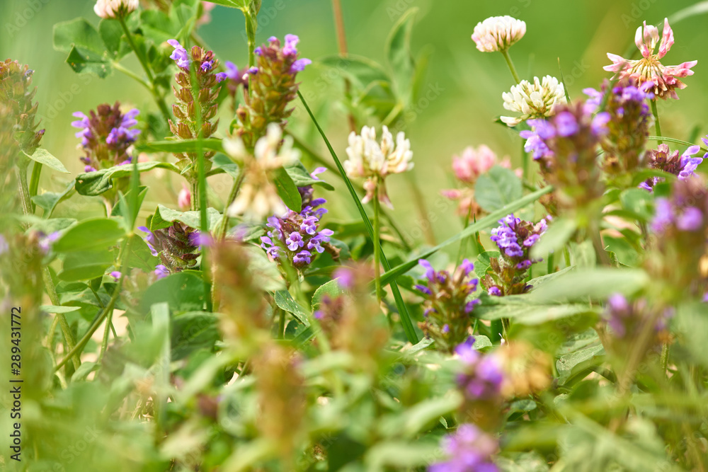 close up of meadow flowers. Blooming whiye and purple wild clover close up of meadow flowers. Blooming whiye and purple wild clover