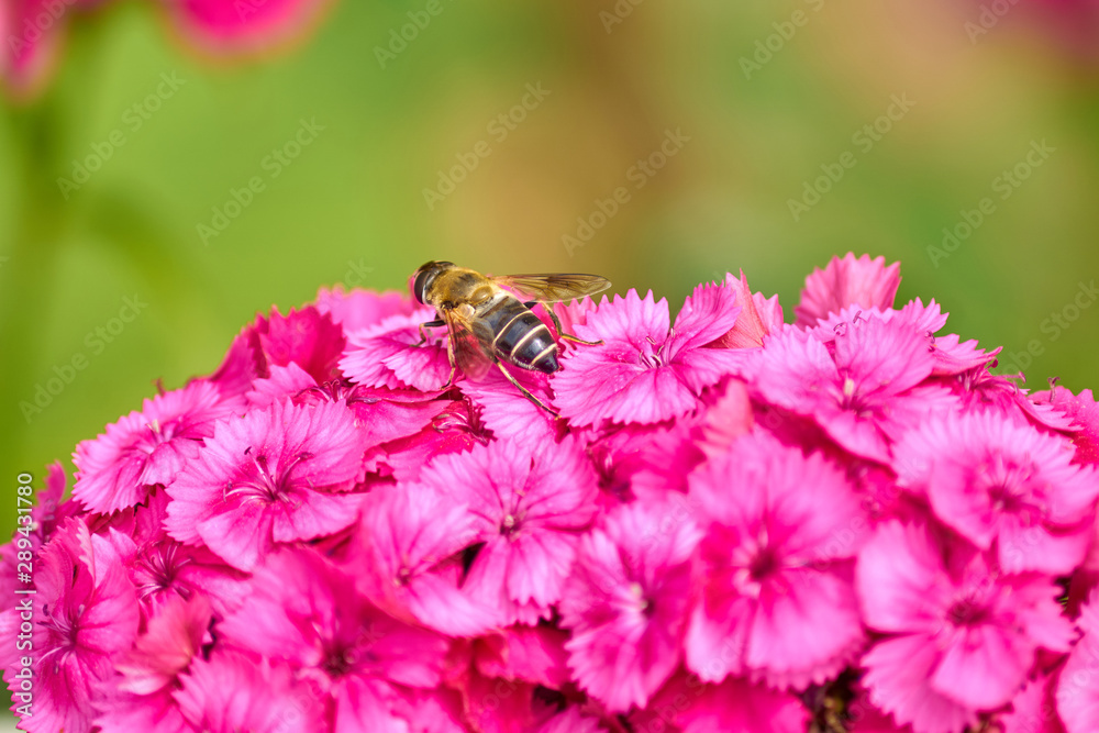 close up of Chinese carnation flower and sitting bee on natural background close up of Chinese carnation flower and sitting bee on natural background