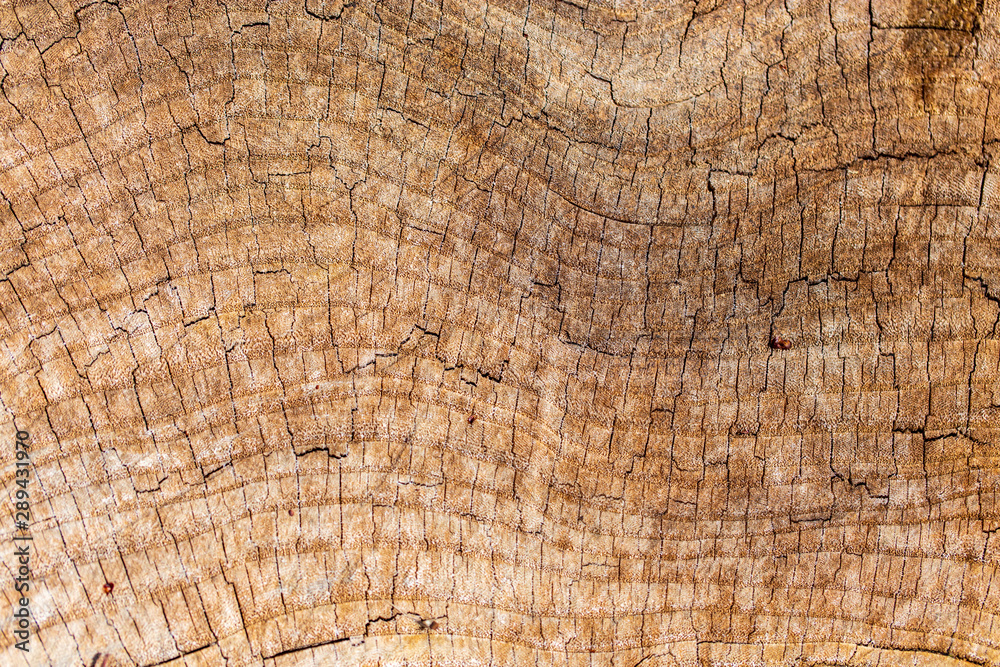 Naklejka premium Stump from a sawn tree in nature