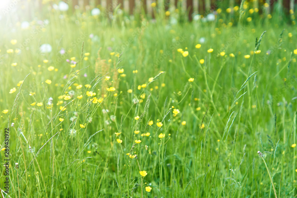 Field of yellow ranunculus flowers in a sunny summer days Field of yellow ranunculus flowers in a sunny summer days