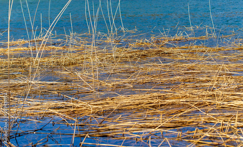 Dry reeds on the surface of the water in the lake