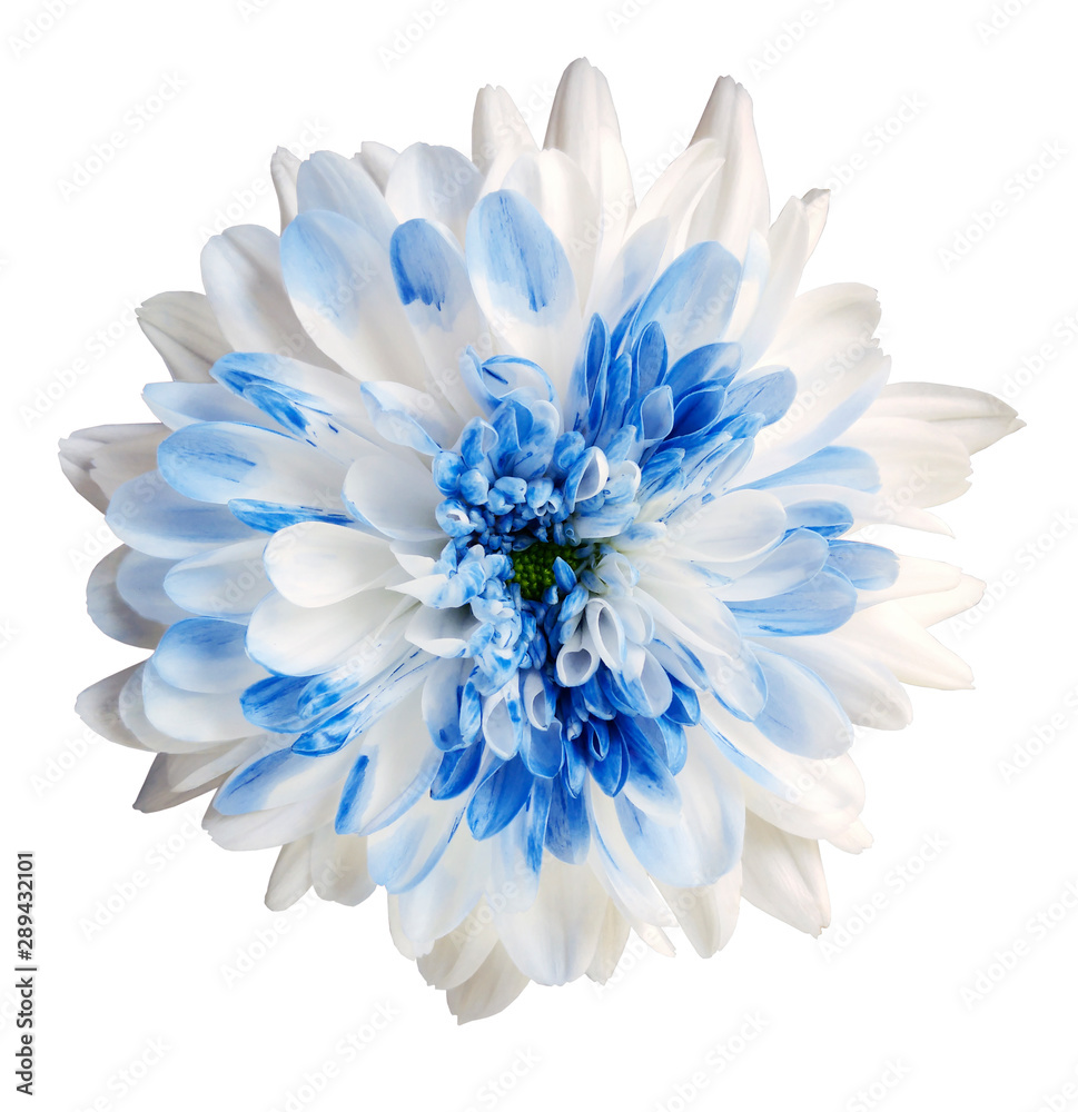 Fototapeta premium white and blue dahlia flower, white isolated background with clipping path. Closeup. no shadows. For design. Nature.