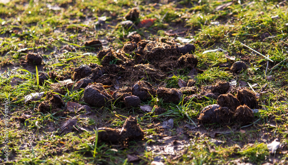 Poop animal on the grass in the park Poop animal on the grass in the park