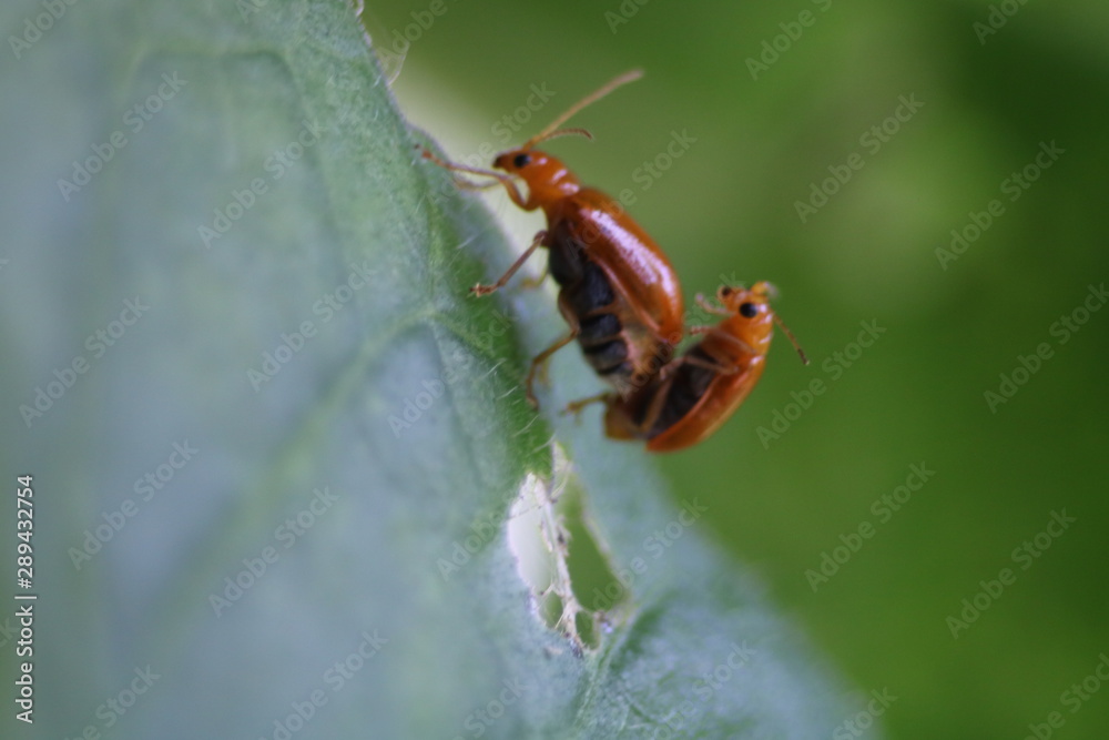 bug on leaf bug on leaf