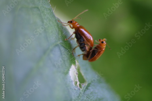 bug on leaf © Phalathip