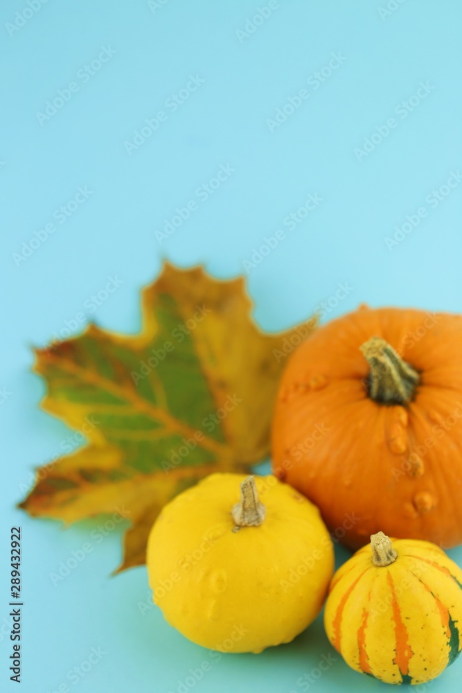 Autumn vegetables.Pumpkins set and autumn maple leaf on a light blue background.