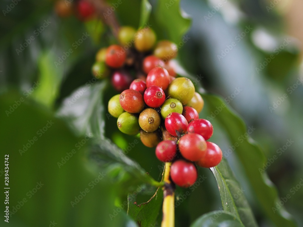 Coffee beans on the coffee tree Planted in northern Thailand Alabra Coffee