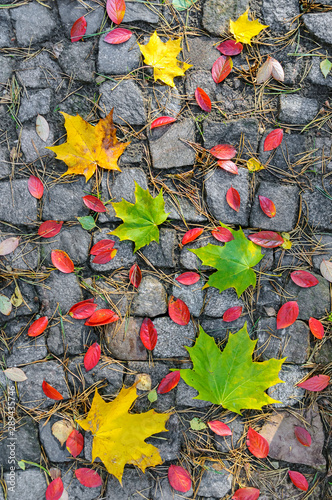 Different autumn leaes on the ground photo