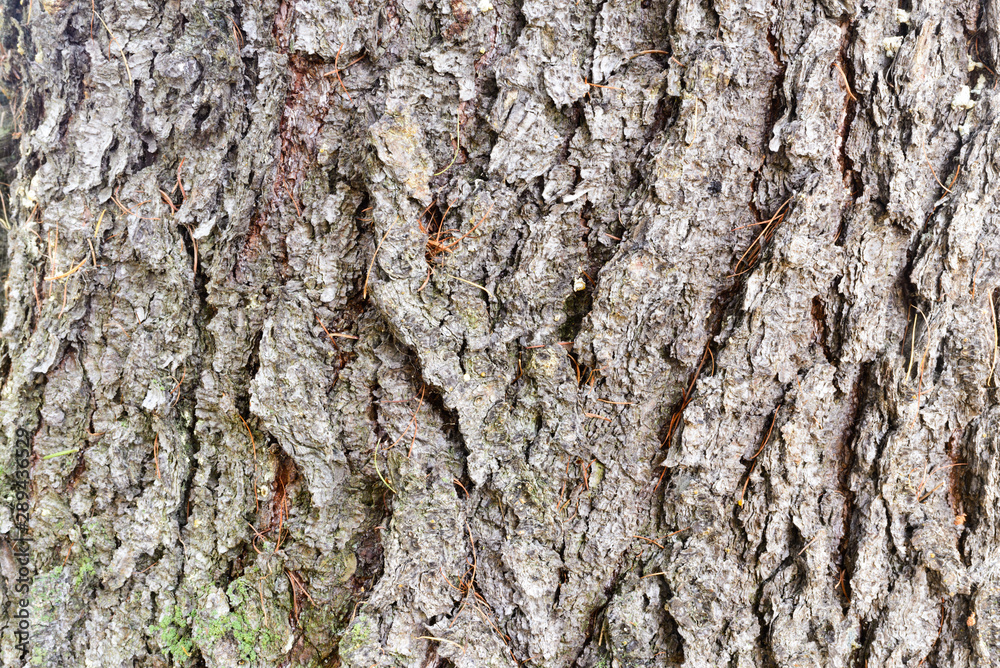 Fototapeta premium photo tree bark
